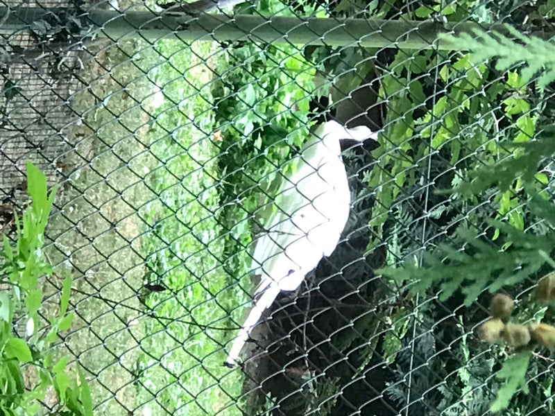 Airone bianco maggiore — foto 1 di 3