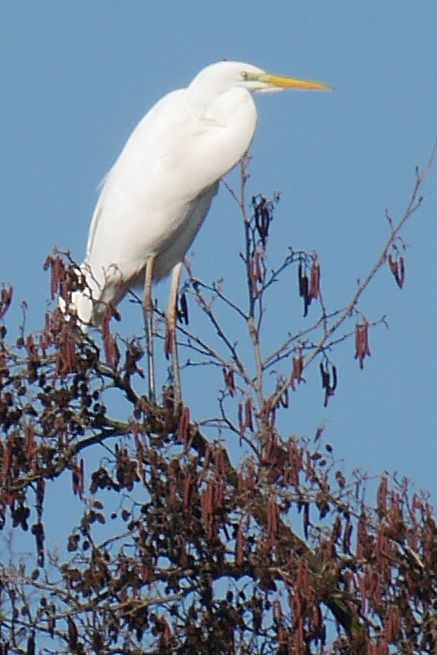 Airone bianco maggiore — foto 2 di 3