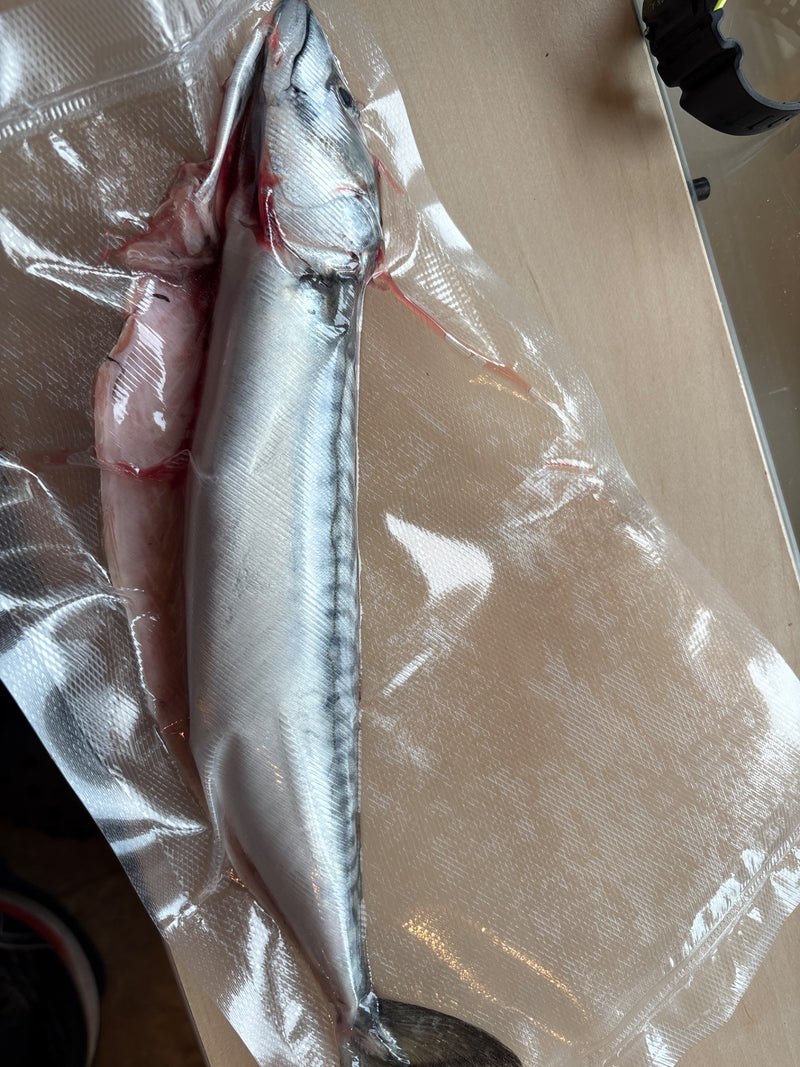 Pesce palla argentato — Bild 1