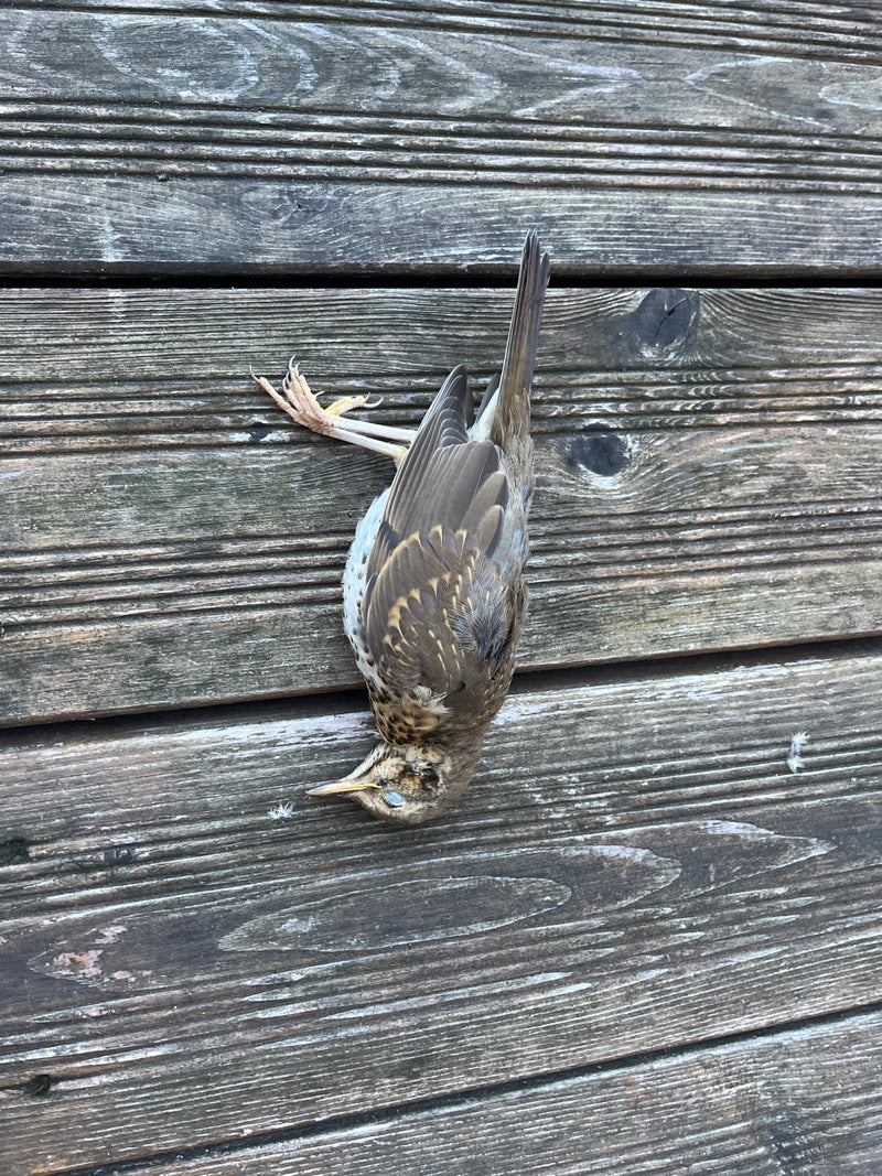 Un tordo bottaccio morto si trova su una superficie di legno marrone. L'uccello è chiaramente visibile con il suo piumaggio tipico.