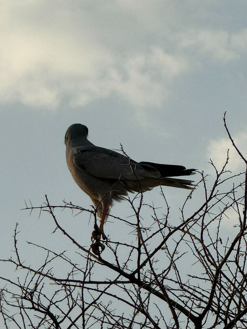 Singhabichte — foto 1 di 1
