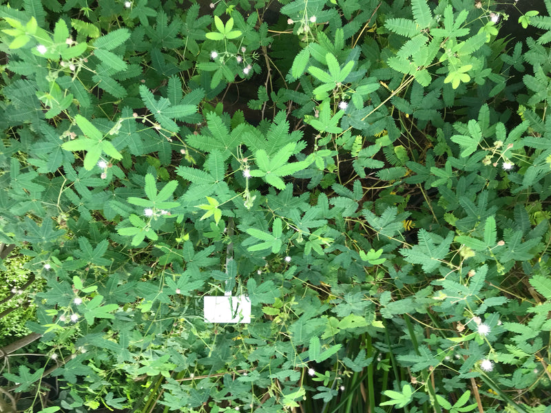 L'immagine mostra un denso gruppo di foglie finemente pennate e piccoli fiori chiari della mimosa pudica. La pianta cresce in un ambiente rigoglioso.