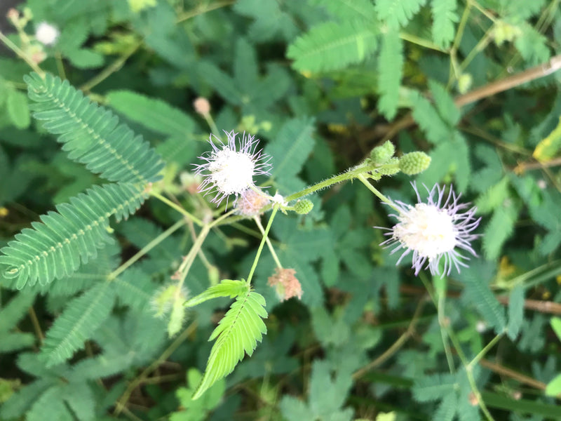 Si vedono le caratteristiche foglie pennate e i fiori chiari della pianta sensitiva alla luce del giorno. La pianta cresce in un ambiente naturale.