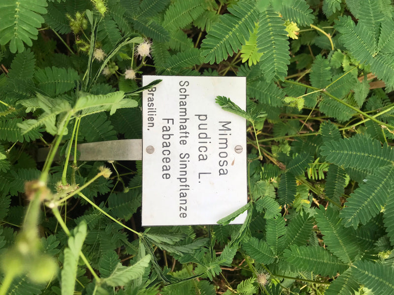 L'immagine mostra la pianta sensitiva (Mimosa pudica) con le sue caratteristiche foglie composte e piccoli fiori in un'aiuola. È visibile anche un cartellino...
