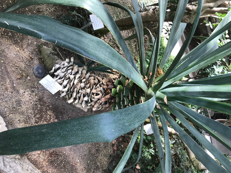 Sisalagave — foto 2 di 2