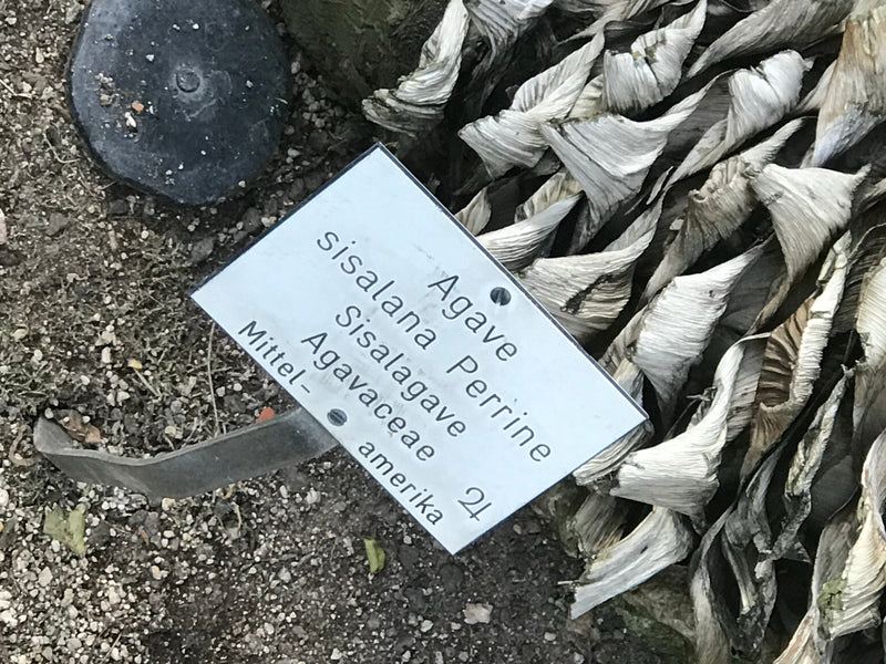 Sisalagave — foto 1 di 2