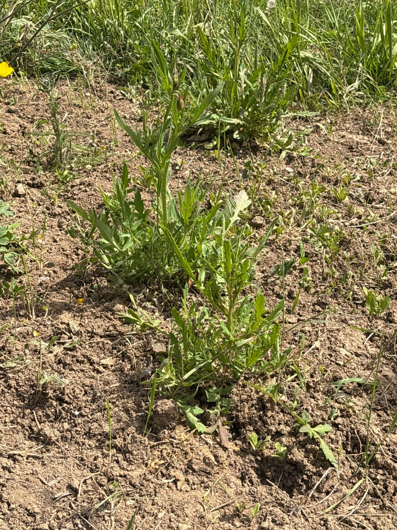 Fiordaliso scabio — Bild 1