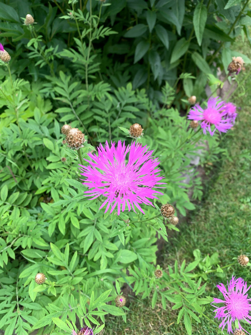 Si vede un fiordaliso scabioso con caratteristici capolini porpora. La pianta si trova in mezzo a fogliame verde ed erba.