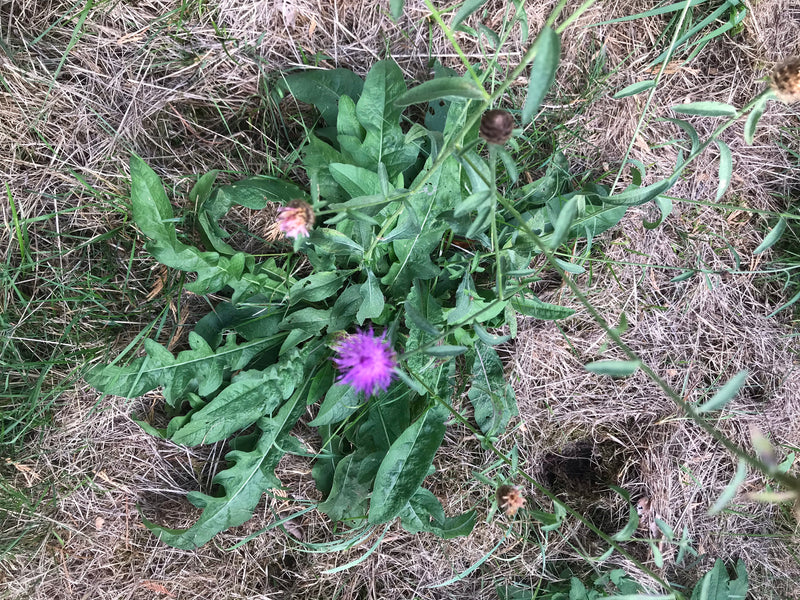 Si vede una fiordaliso vedovino con foglie verdi e capolini viola. La pianta cresce in mezzo a un prato con erba secca.
