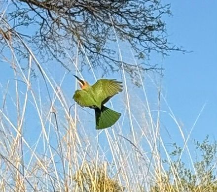 Un gruccione smeraldino in volo con le ali spiegate tra rami ed erba secca.