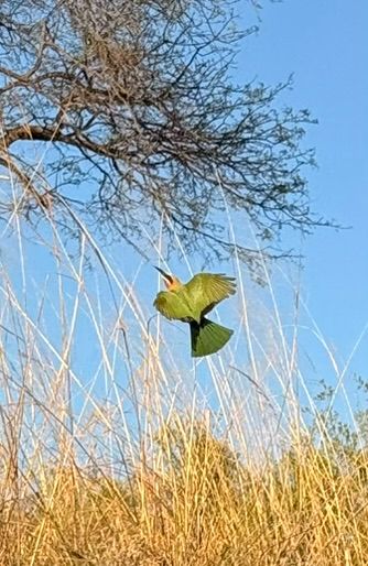 Un gruccione smeraldino vola ad ali aperte sopra l'erba secca davanti a un albero.