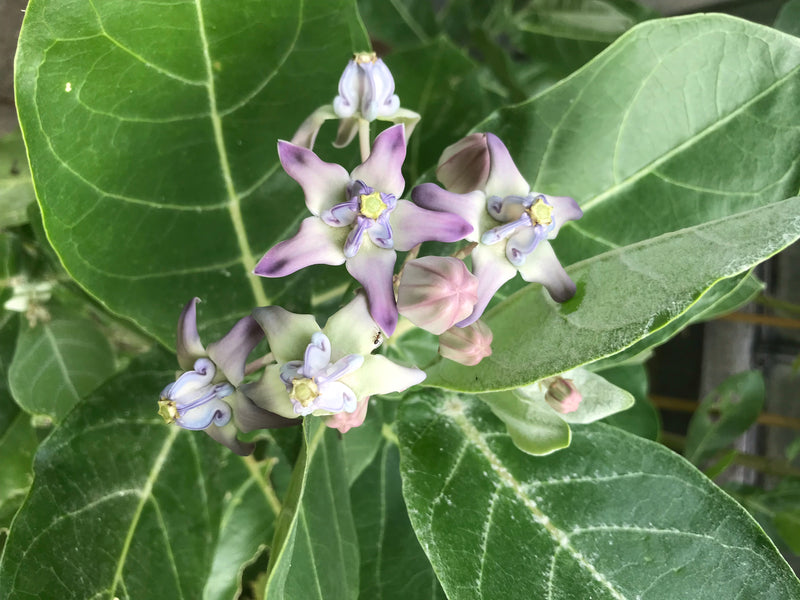 L'immagine mostra i caratteristici fiori a forma di stella e le grandi foglie dell'albero di Sodoma. Le parti della pianta sono chiaramente visibili.