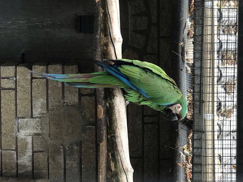 Soldatenara — foto 1 di 1