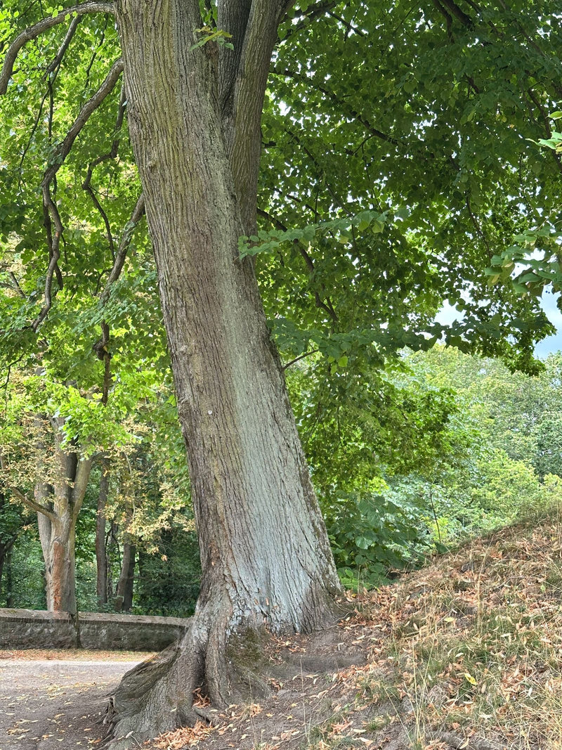 Si vede il tronco robusto e la chioma di un grande tiglio sul ciglio della strada. La chioma verde si estende lungo il pendio.