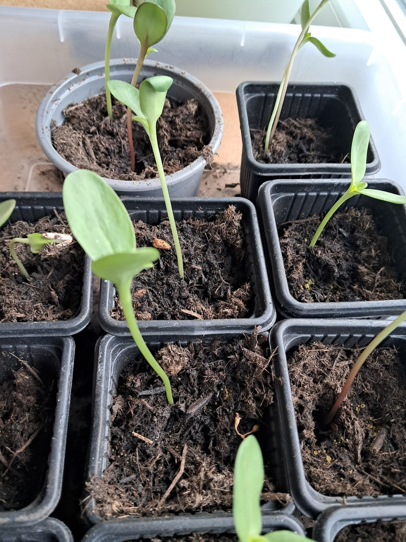 Girasoli — Bild 1
