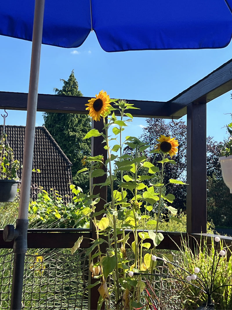 Girasoli in fiore con petali gialli si trovano su una terrazza. Crescono eretti in un ambiente con mobili da balcone e un ombrellone blu.
