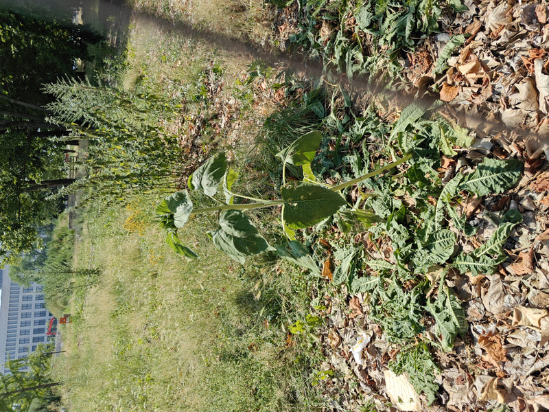 L'immagine mostra un giovane girasole che cresce in un prato con foglie secche. La pianta mostra le sue tipiche foglie verdi e uno stelo eretto.