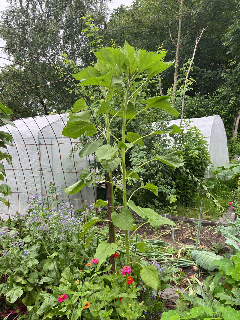 Un grande girasole cresce al centro di un giardino, circondato da ortaggi e fiori. Serre e alberi sono visibili sullo sfondo.