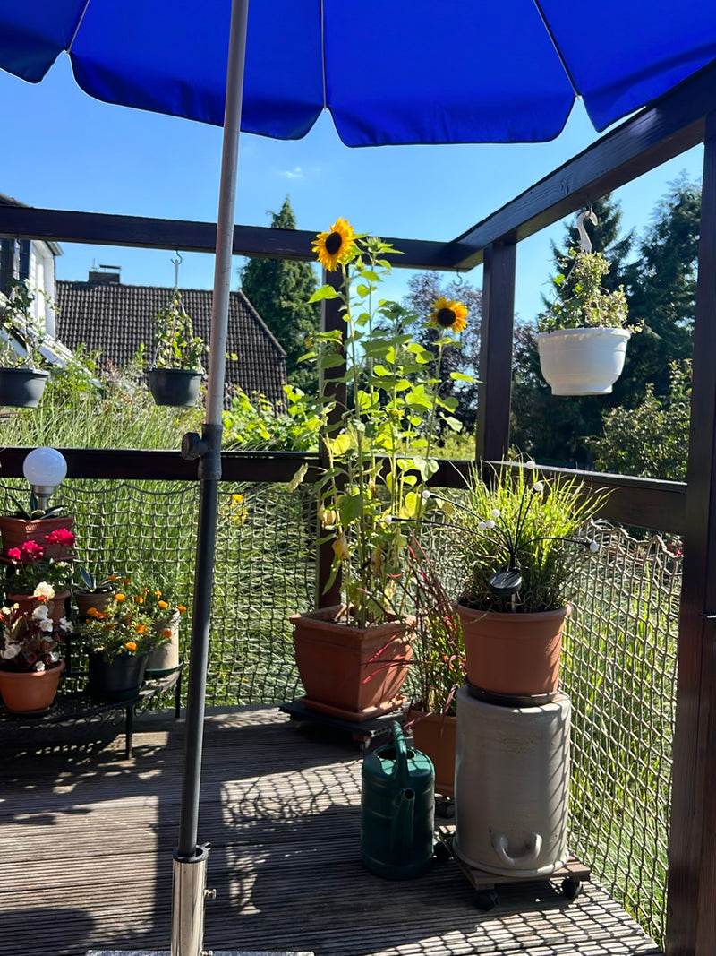 Due grandi girasoli si trovano in una fioriera marrone su una terrazza in legno soleggiata. Le piante mostrano le loro caratteristiche teste di fiori gialli.
