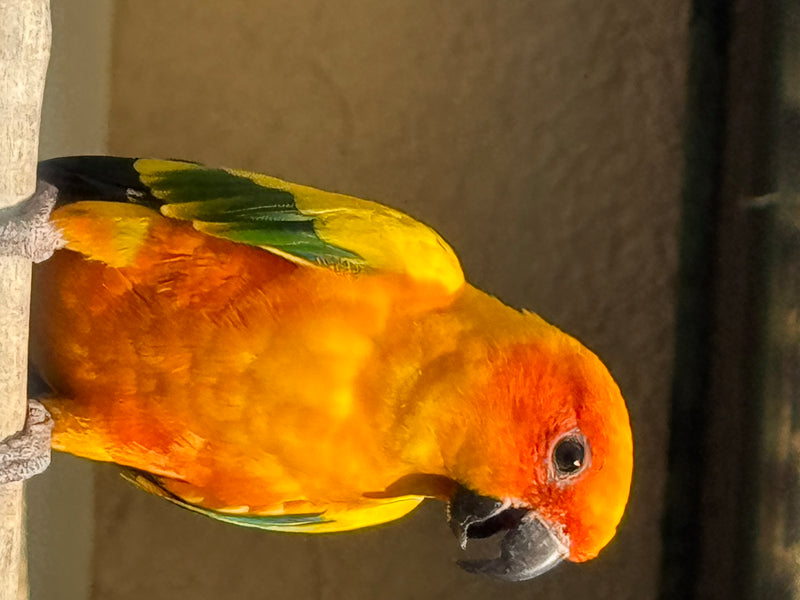 Un parrocchetto del sole con piumaggio giallo e arancione brillante è appollaiato su un posatoio e guarda verso il basso.