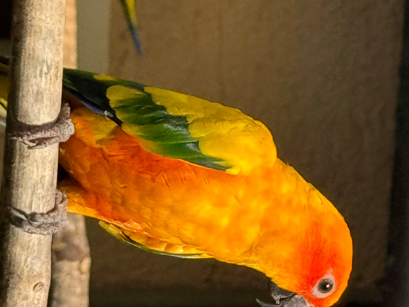 Un conuro del sole dal piumaggio giallo e arancione brillante è posato a testa in giù su un ramo.