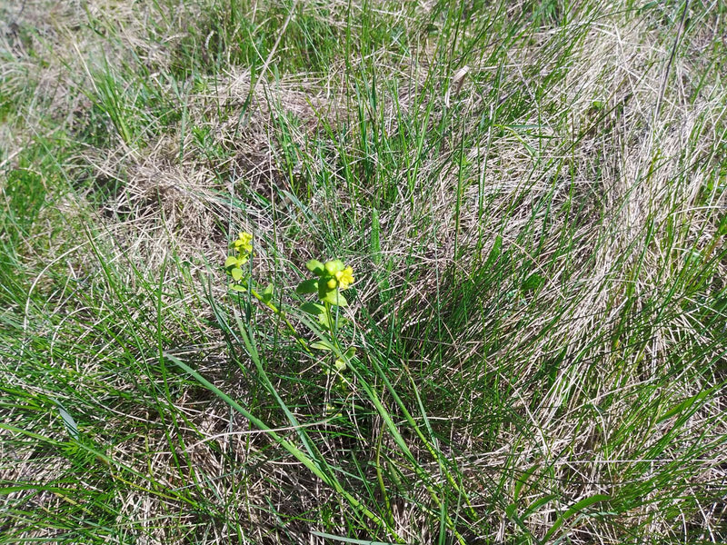 Euforbia del Solstizio — Bild 1
