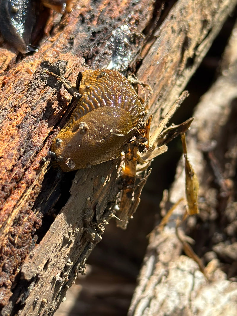 Spanische Wegschnecke — Bild 5