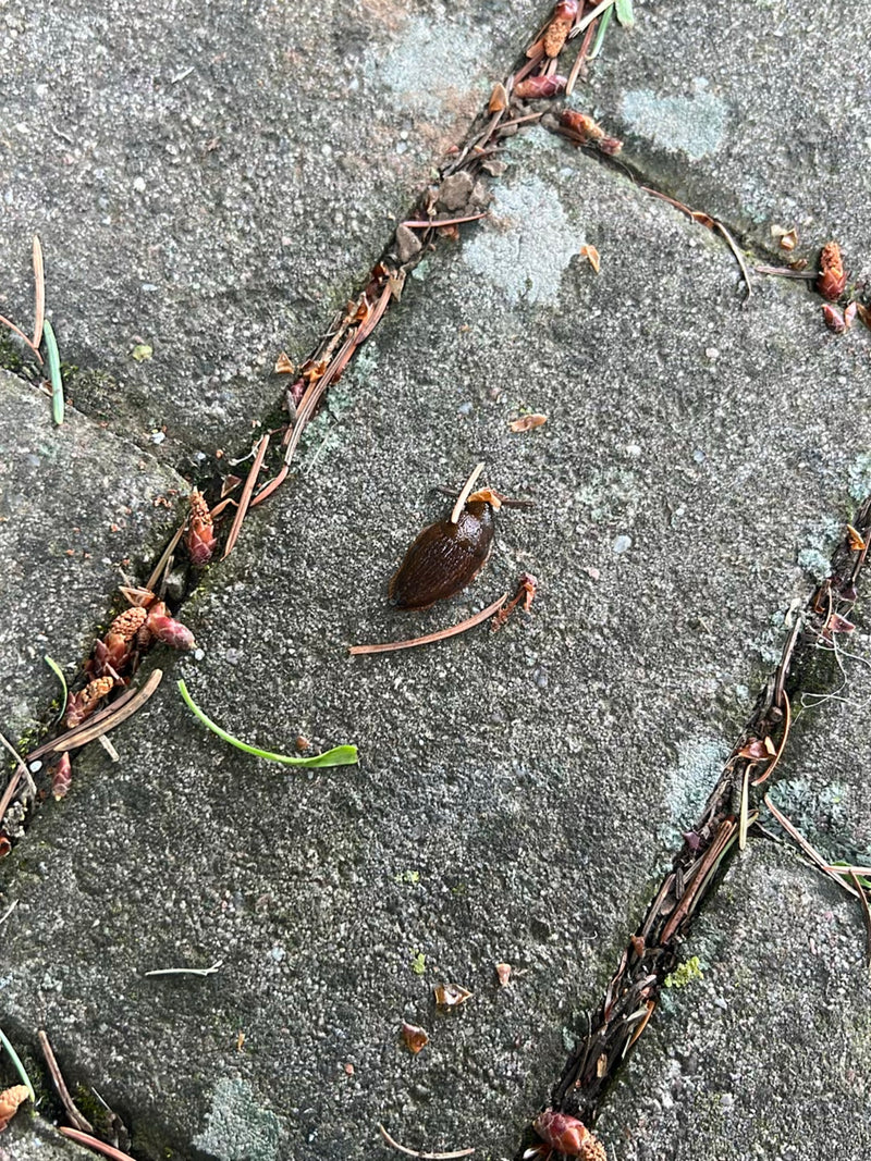 Lumaca spagnola — Bild 3