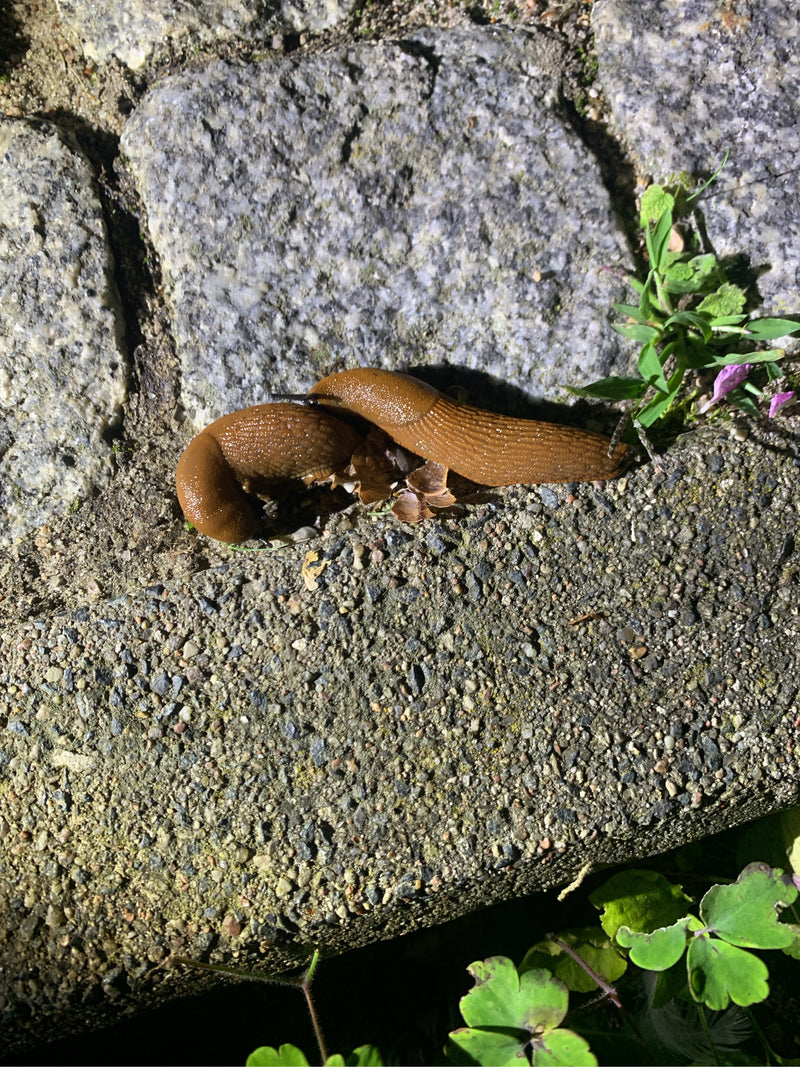 Lumaca spagnola — foto 4 di 29