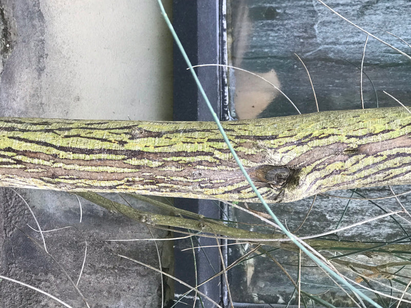 Scopa spagnola — foto 5 di 5