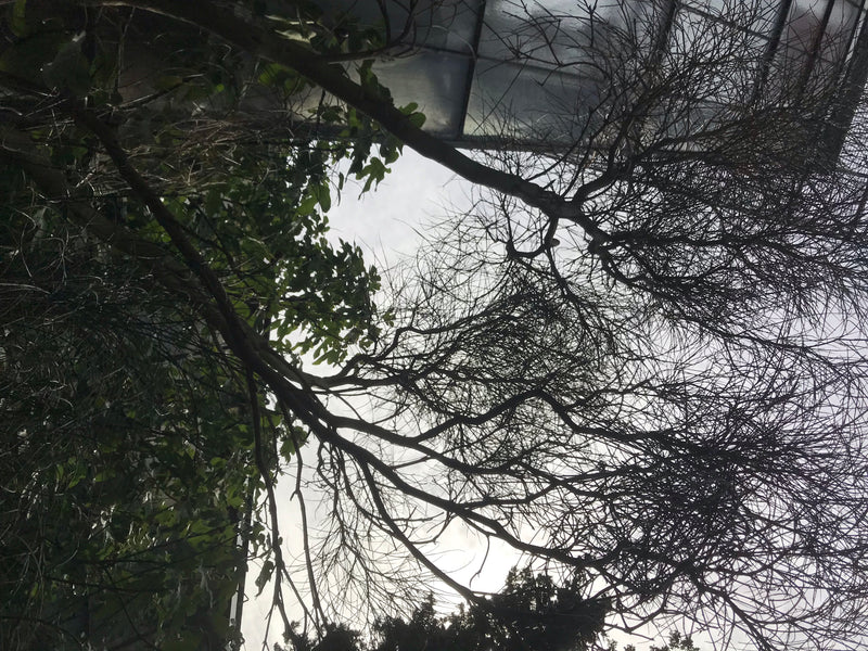 Scopa spagnola — foto 4 di 5