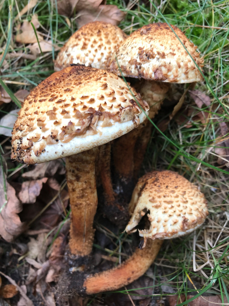 Un gruppo di Pholiota squarrosa con cappelli tipicamente squamosi cresce tra erba e foglie secche sul terreno del bosco.
