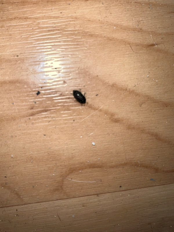 Un piccolo dermesteste del lardo cammina su un pavimento di legno chiaro. L'insetto è molto piccolo e riconoscibile a fatica.