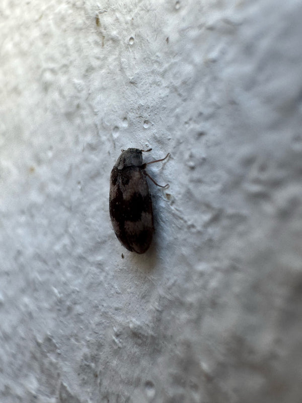Un dermeste del lardo siede su una parete intonacata chiara e strutturata. L'insetto è visibile di lato e leggermente dall'alto.