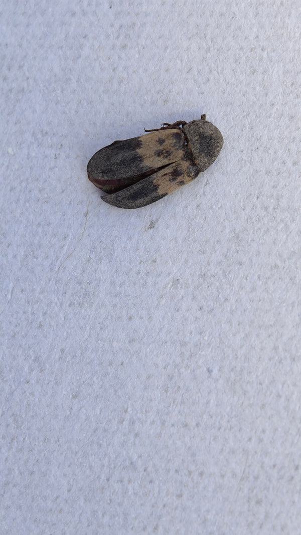 Un dermeste del lardo si trova su una superficie chiara, visto dall'alto. La caratteristica fascia chiara sulle elitre è ben visibile.
