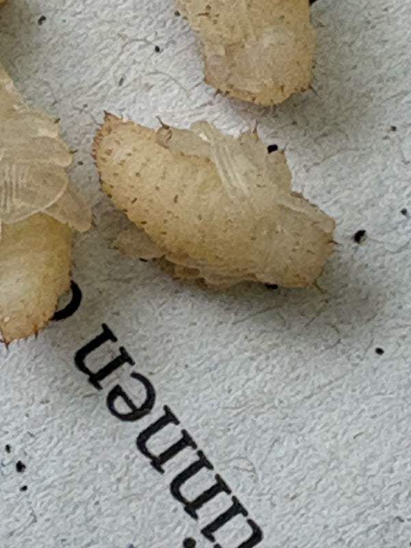 L'immagine mostra le larve dell'armadillo del lardo su una superficie di carta stampata. Gli stadi di insetto brunastri e setolosi sono vicini.