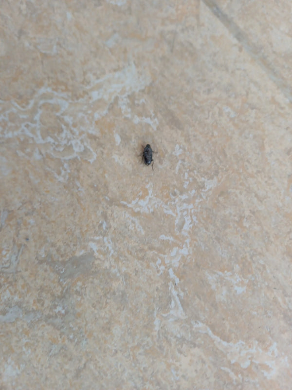 Un piccolo coleottero delle dermestidi scuro è seduto su un pavimento di piastrelle chiaro. L'insetto è chiaramente visibile.
