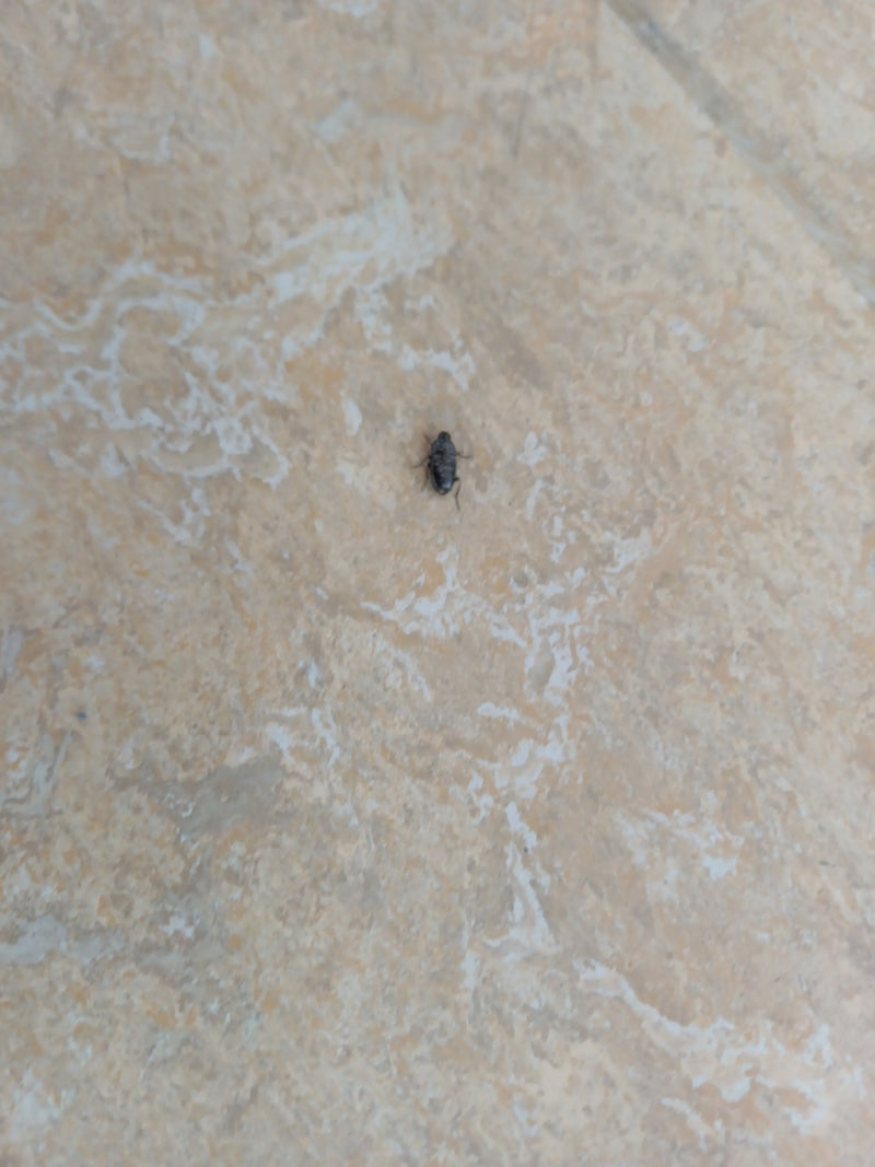Coleotteri dello speck — Bild 1