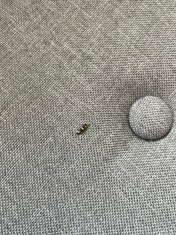 Una piccola larva di dermestide siede su un tessuto tessile grigio. L'insetto è visibile da lontano.