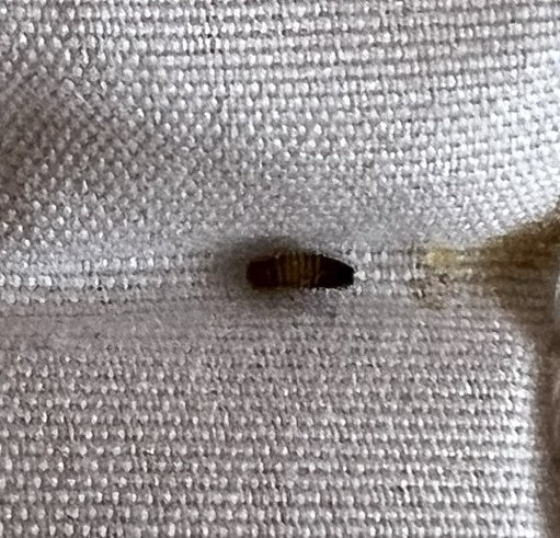 Una larva di dermestide bruniccia è visibile su un tessuto chiaro. Si trova in posizione di riposo.