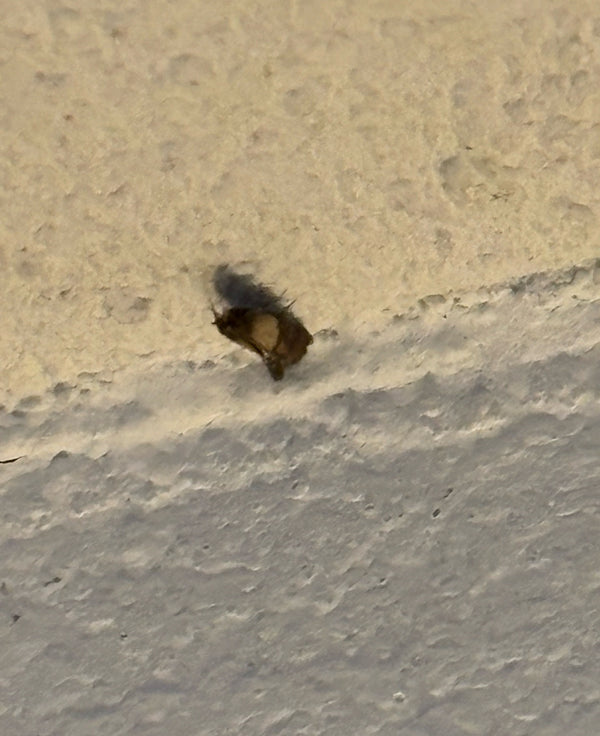 L'immagine mostra la larva di un dermestide su uno sfondo chiaro. La foto è sfocata.