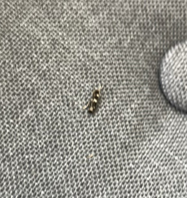 Un piccolo dermestide è visibile su uno sfondo di tessuto grigio. L'insetto è fermo sulla superficie.