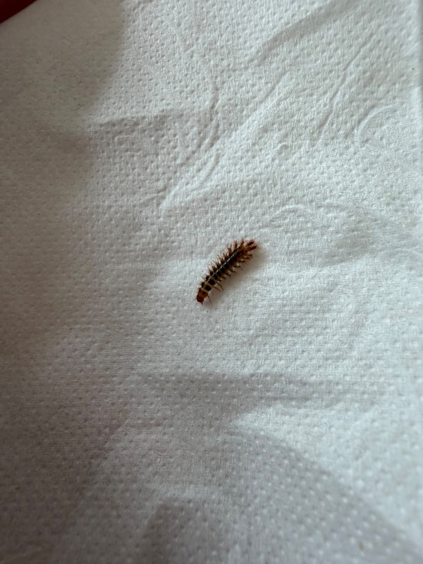 La tipica larva pelosa di un coleottero della pelle striscia su un fazzoletto bianco. Il corpo allungato mostra chiaramente i peli caratteristici.