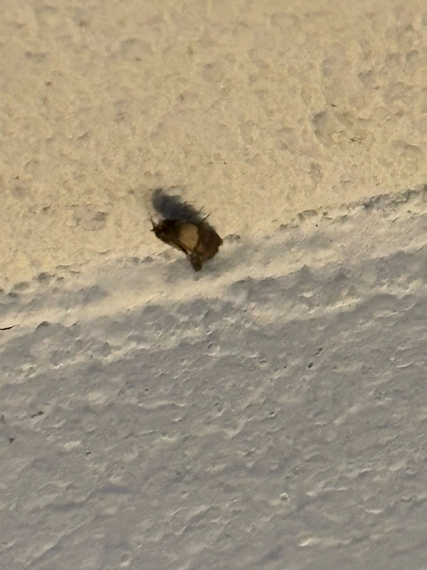 La larva setolosa di un dermestide è visibile su una superficie chiara e strutturata. L'animale è a riposo.