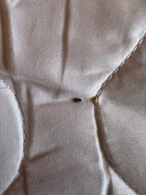 Su una superficie tessile chiara è visibile una tipica larva di dermestide a bande marroni. L'insetto si trova sul tessuto.