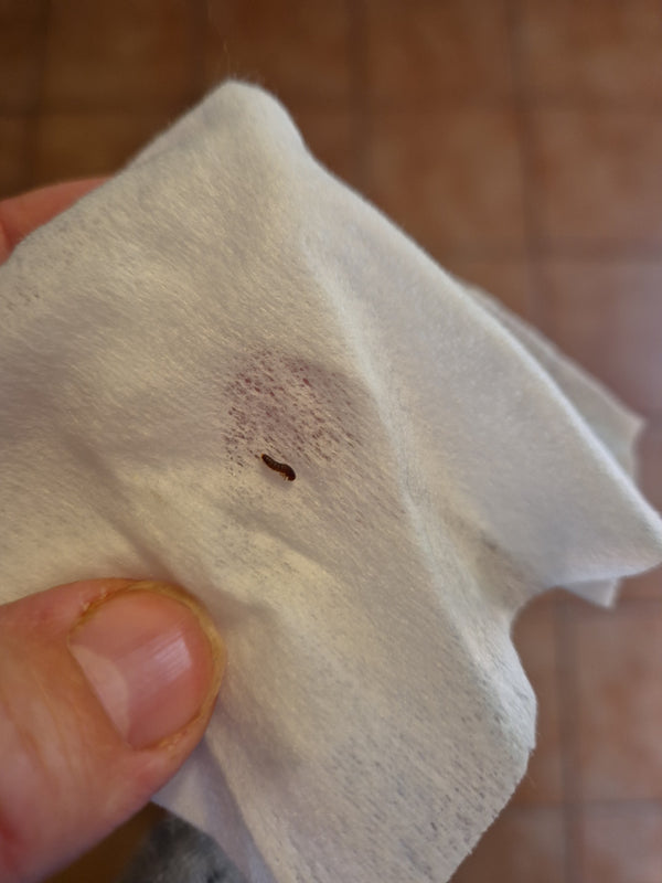 Una piccola larva marrone di un coleottero delle granaglie si trova su un fazzoletto chiaro. L'insetto è chiaramente visibile e mostra la tipica struttura se...
