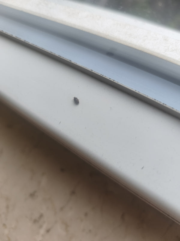 Un piccolo dermestide siede su un davanzale luminoso. L'insetto rimane immobile sulla superficie liscia.