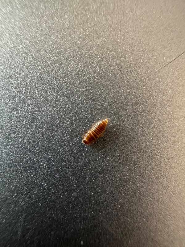 Una larva marrone e setolosa di dermestide poggia su una superficie grigia leggermente ruvida.