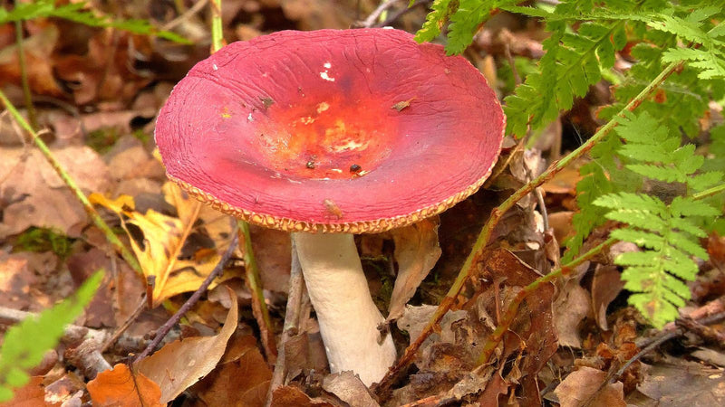 Spei-Täubling — foto 1 di 1