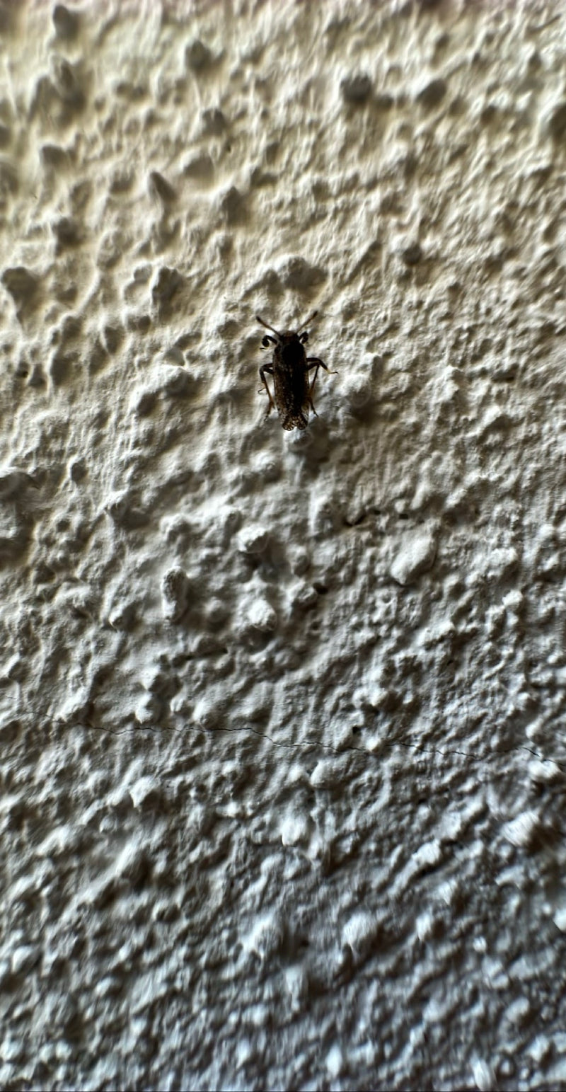 Scarabeo dei fagioli alimentari — Bild 1